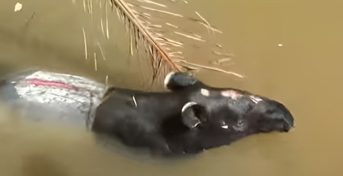 Tabir Terperosok di Embung Pesisir Selatan