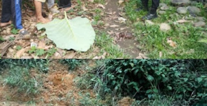 Solok Selatan dikejutkan dengan kasus pembunuhan, jasad bayi gonggongan anjing ditemukan, pelakunya masih diburu